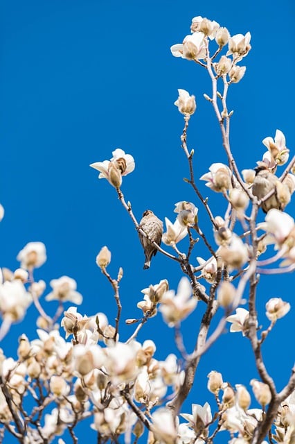 Free download bird sparrow tree branches flowers free picture to be edited with GIMP free online image editor