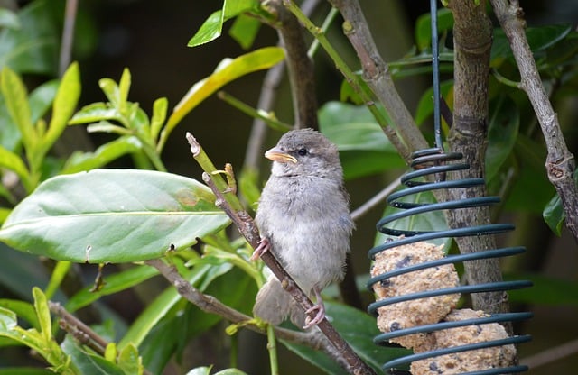 Free download bird sparrow young house sparrow free picture to be edited with GIMP free online image editor