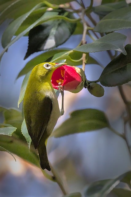 Free download bird spectacled bird blossom bloom free picture to be edited with GIMP free online image editor