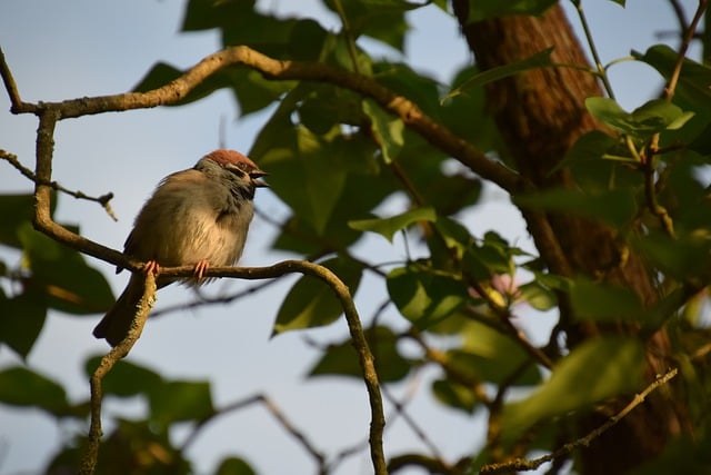 Free download bird sperling sparrow field sparrow free picture to be edited with GIMP free online image editor