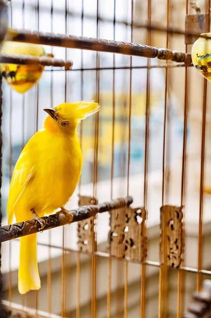 Free download birds pets bird cage nature free picture to be edited with GIMP free online image editor