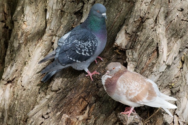 Free download birds pigeon feathers colors beak free picture to be edited with GIMP free online image editor