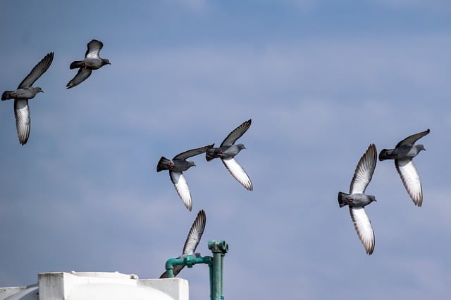 Free download birds pigeons flock wildlife free picture to be edited with GIMP free online image editor