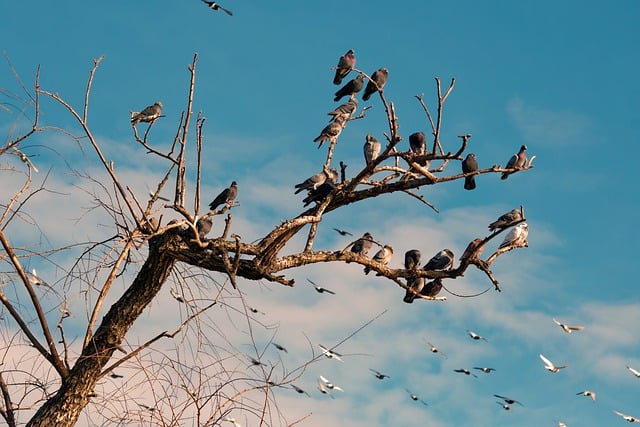 Free download birds pigeons perched flying tree free picture to be edited with GIMP free online image editor