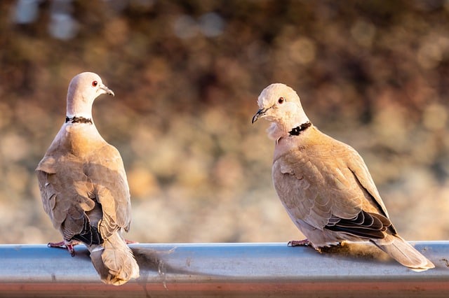 Free download birds pigeons plumage wildlife free picture to be edited with GIMP free online image editor