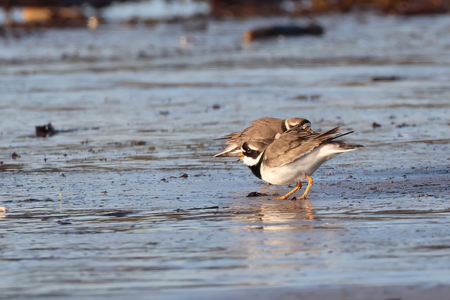 Free download birds plovers ringed plovers beach free picture to be edited with GIMP free online image editor