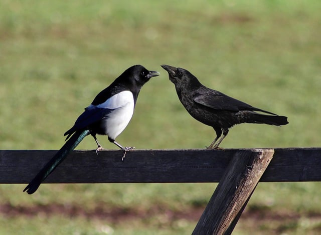 Free download birds raven magpie corvidae fence free picture to be edited with GIMP free online image editor