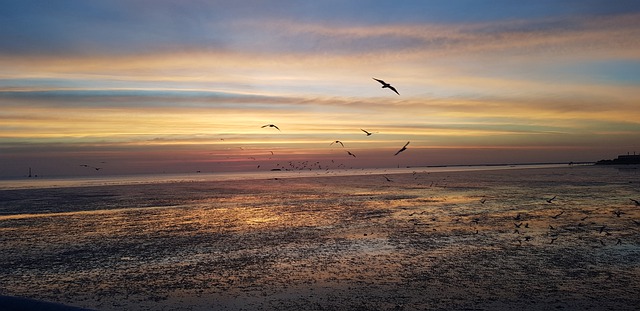 Free download birds sea bang pu thailand sunset free picture to be edited with GIMP free online image editor