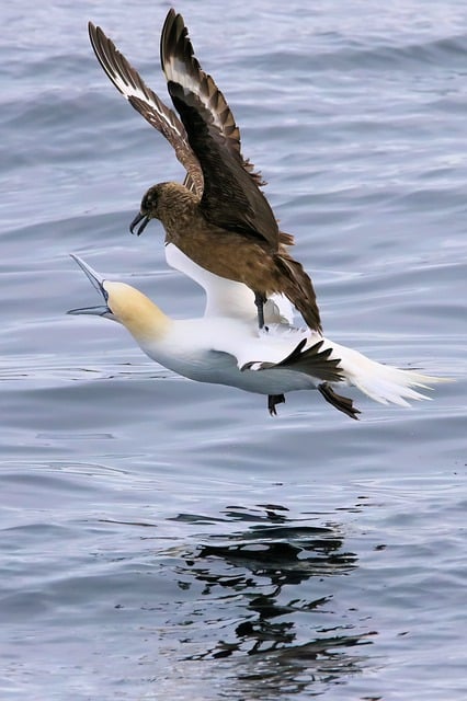 Free download birds seabirds attack great skua free picture to be edited with GIMP free online image editor