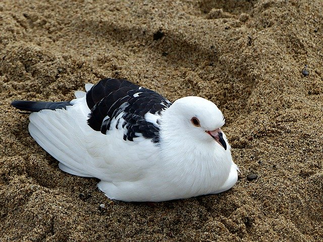 Free download Birds Seagull Beach -  free photo or picture to be edited with GIMP online image editor