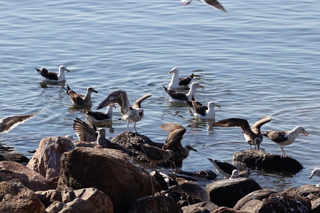 Free download birds seagulls flock fauna animal free picture to be edited with GIMP free online image editor