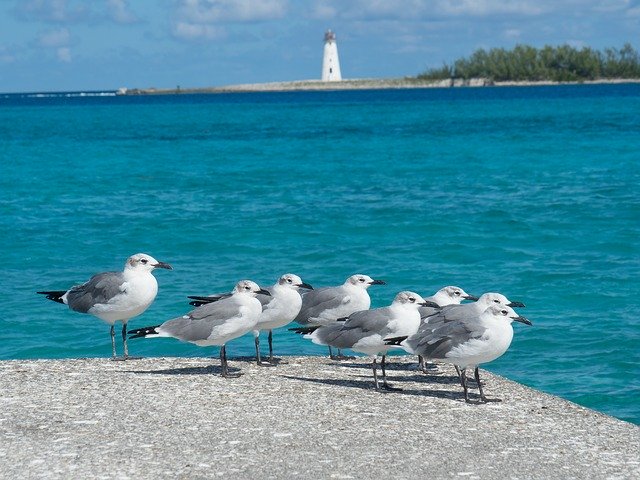 Free download Birds Seagulls Lighthouse -  free photo or picture to be edited with GIMP online image editor