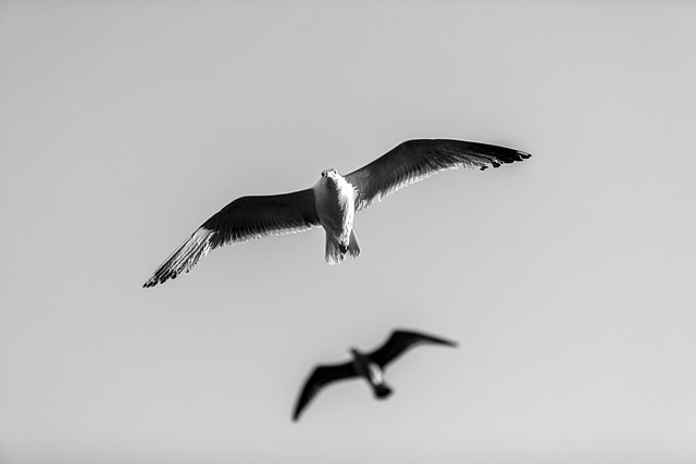 Free download birds seagulls sky flight animal free picture to be edited with GIMP free online image editor