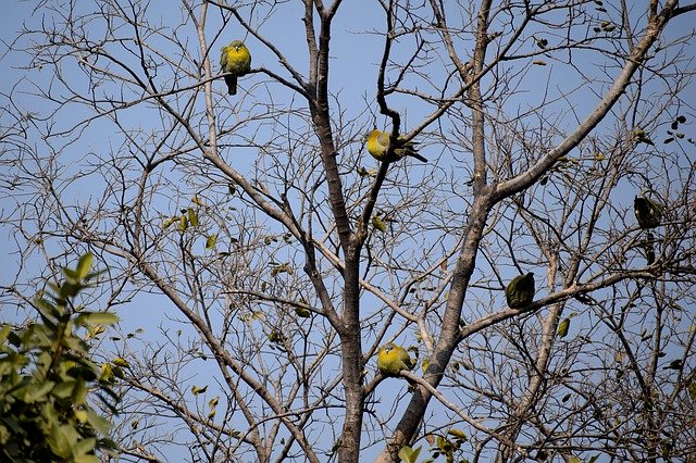 Libreng download Birds Sitting Tree Branches - libreng larawan o larawan na ie-edit gamit ang GIMP online image editor