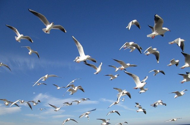 Free download Birds Sky Gulls -  free photo or picture to be edited with GIMP online image editor