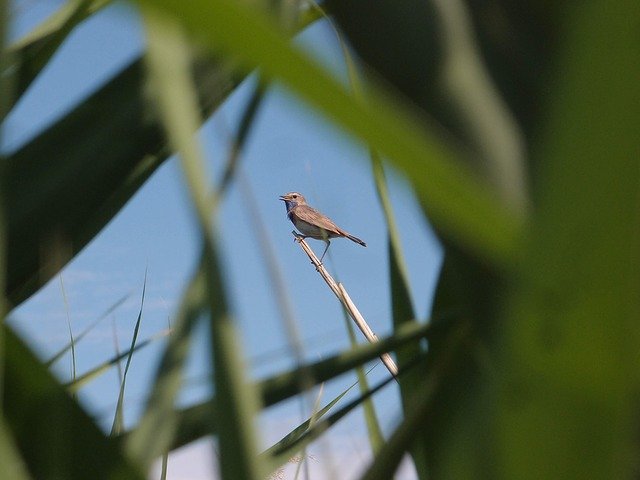 Free download Birds Songbird Bluethroat -  free photo or picture to be edited with GIMP online image editor