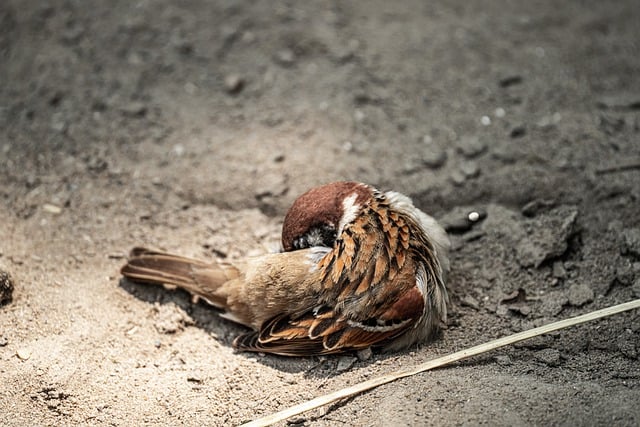 Free download birds sparrow mountain sparrow free picture to be edited with GIMP free online image editor