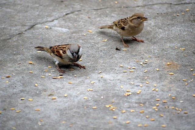 Free download Birds Sparrow Nature -  free photo or picture to be edited with GIMP online image editor