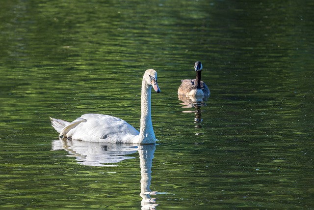 Free download birds swan wildlife nature free picture to be edited with GIMP free online image editor