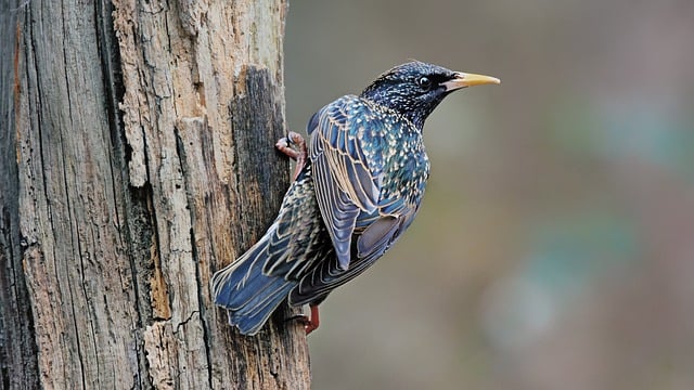 Free download bird starling avian feathers free picture to be edited with GIMP free online image editor