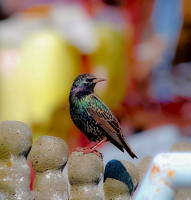 Free download bird starling pen ornithology free picture to be edited with GIMP free online image editor