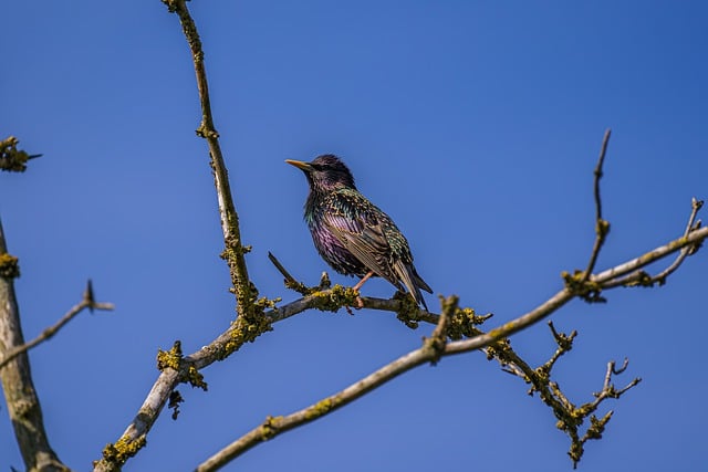 Free download bird star plumage ornithology free picture to be edited with GIMP free online image editor