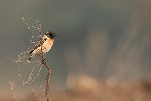 Free download bird stonechat siberian stonehcat free picture to be edited with GIMP free online image editor