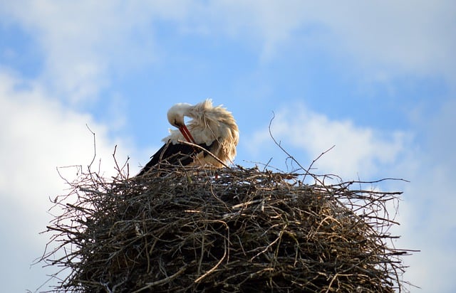 Free download bird stork nest stork nest free picture to be edited with GIMP free online image editor