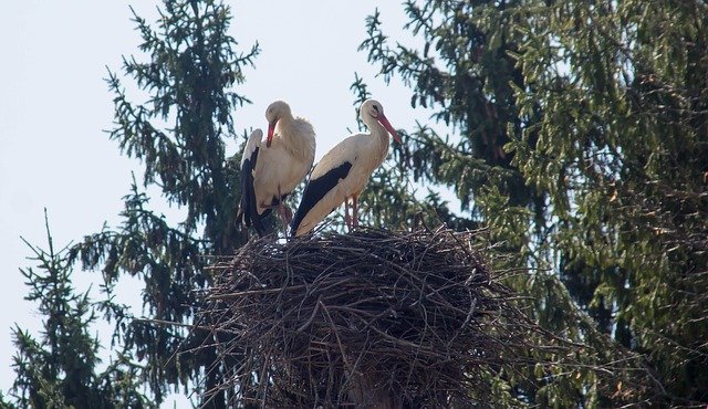 Free download Bird Storks Jack -  free photo or picture to be edited with GIMP online image editor