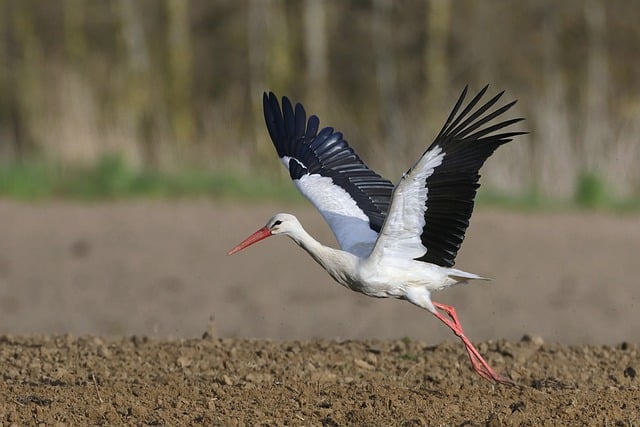 Free download bird stork white stork free picture to be edited with GIMP free online image editor