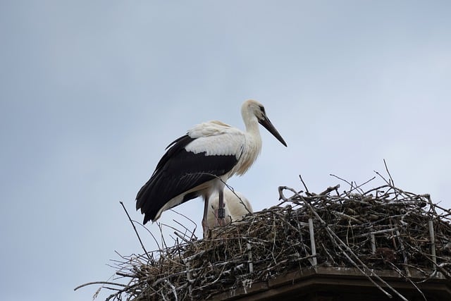 Free download bird stork white stork nest nature free picture to be edited with GIMP free online image editor