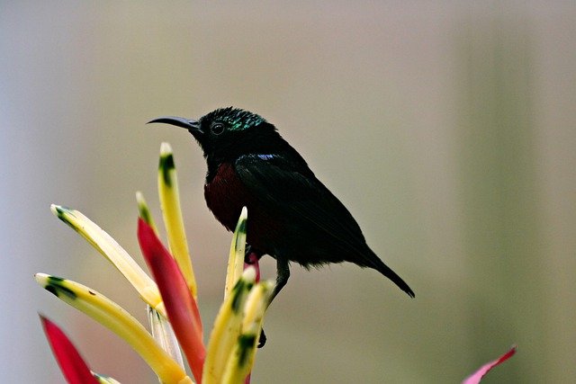 Free download bird sunbird wildlife ornithology free picture to be edited with GIMP free online image editor