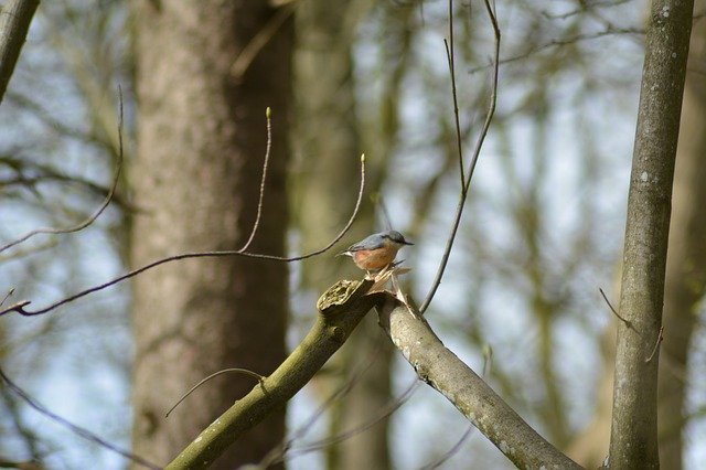 Free download Bird Sunshine Forest -  free photo or picture to be edited with GIMP online image editor