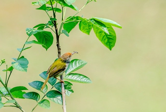 Free download Birds Vietnam Nature -  free photo or picture to be edited with GIMP online image editor