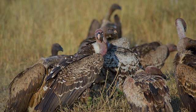 Free download birds vulture ornithology species free picture to be edited with GIMP free online image editor