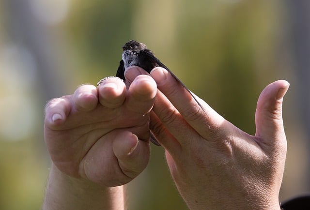 Free download bird swallow hands rescue free picture to be edited with GIMP free online image editor