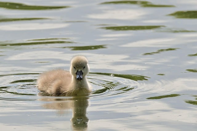 Free download bird swan chick ornithology cub free picture to be edited with GIMP free online image editor