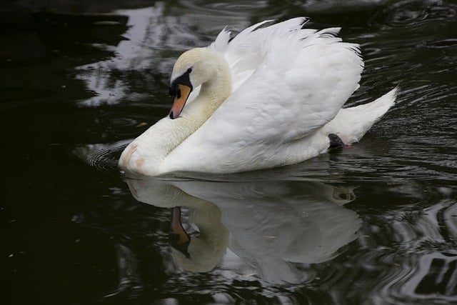 Free download bird swan lake ornithology species free picture to be edited with GIMP free online image editor