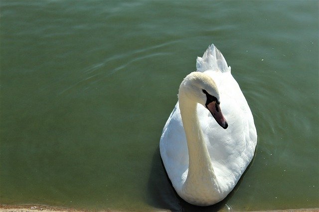 Free download Bird Swan Nature -  free photo or picture to be edited with GIMP online image editor