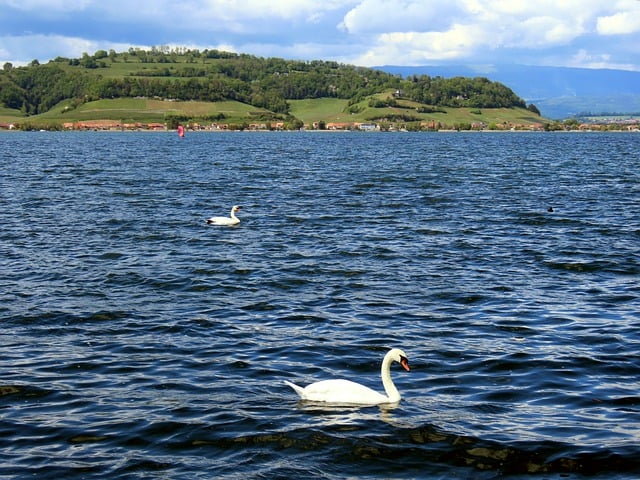 Free download bird swan ornithology species free picture to be edited with GIMP free online image editor