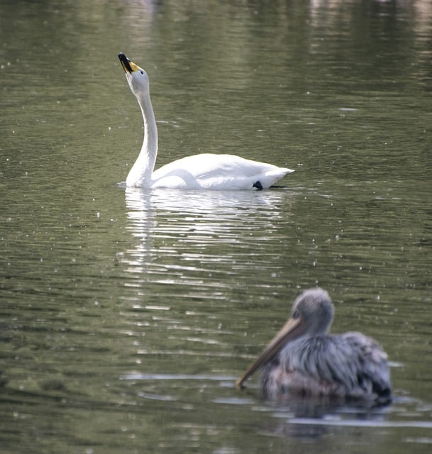 Free download bird swan ornithology wading free picture to be edited with GIMP free online image editor