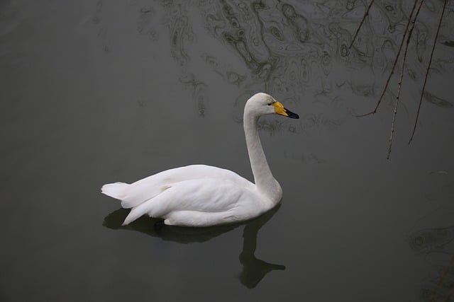 Free download bird swan pond ornithology species free picture to be edited with GIMP free online image editor