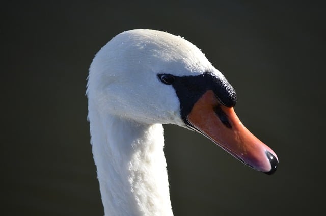 Free download bird swan portrait the head of the free picture to be edited with GIMP free online image editor