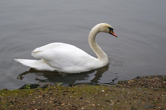 Free download Bird Swan Water -  free photo or picture to be edited with GIMP online image editor