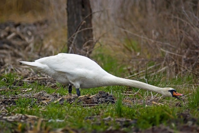 Free download bird swan waterfowl wild long neck free picture to be edited with GIMP free online image editor