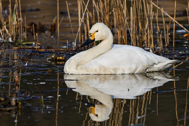 Free download bird swan whooper swan animal pond free picture to be edited with GIMP free online image editor