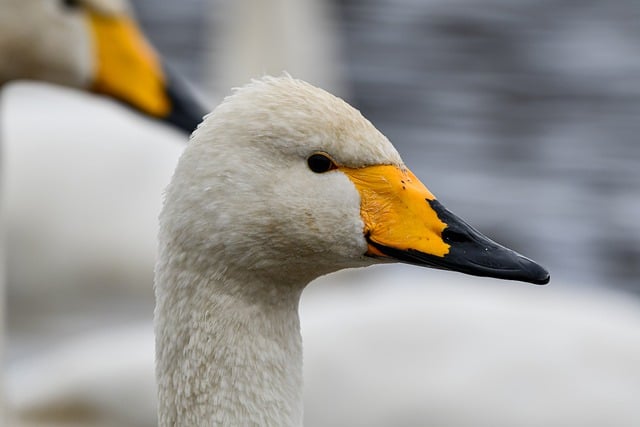 Free download bird swan whooper swan face pond free picture to be edited with GIMP free online image editor