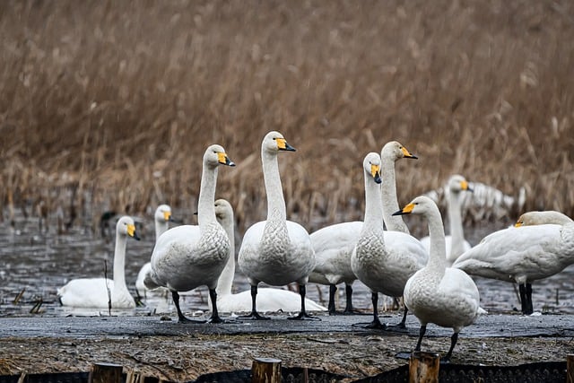 Free download bird swan whooper swan pond season free picture to be edited with GIMP free online image editor