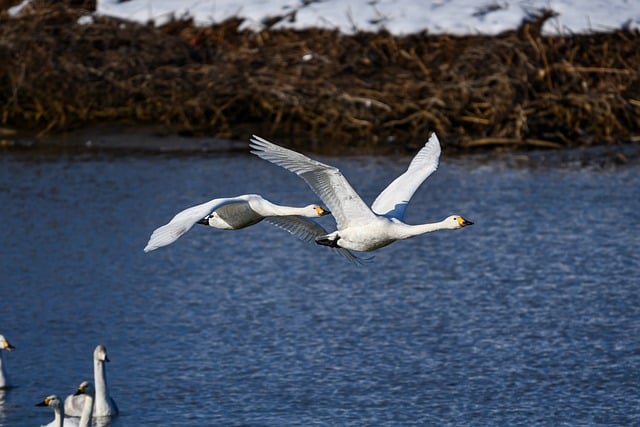 Free download bird swan whooper swan wings free picture to be edited with GIMP free online image editor