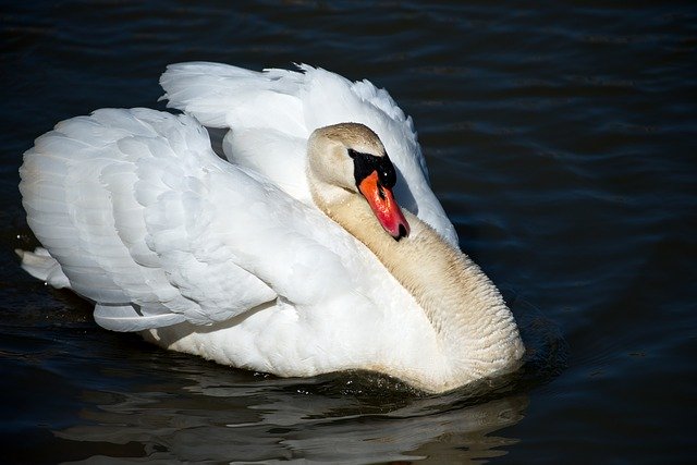 Free download Bird Swan Wildlife -  free photo or picture to be edited with GIMP online image editor